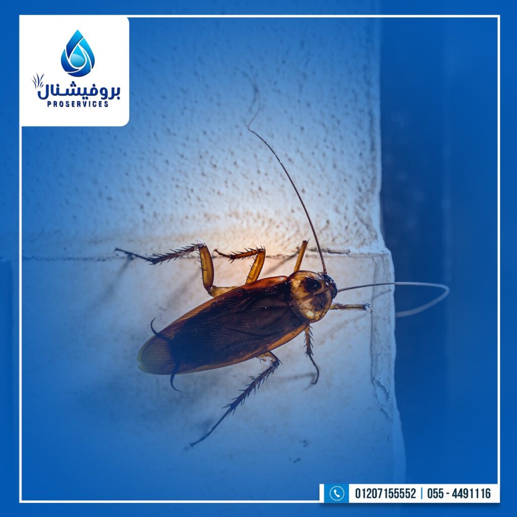 استراتيجيات فعّالة مع شركة مكافحة الحشرات اتصل الآن 0120755552